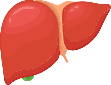 Liver